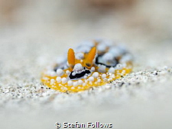 The line

Nudibranc - Phyllidia ocellata

Bali, Indon... by Stefan Follows 